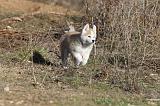 AKITA INU 019